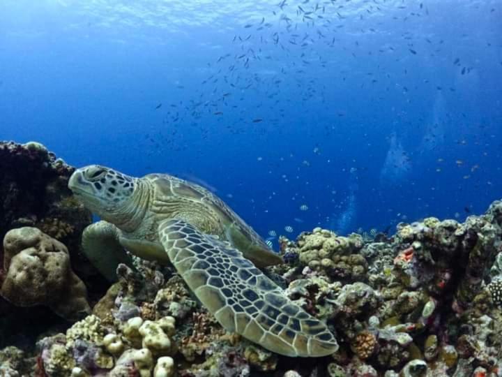 Dea Gili Cottages Ilhas Gili Exterior foto